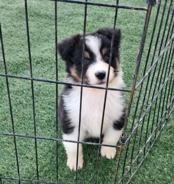 Cuccioli australian shepherd