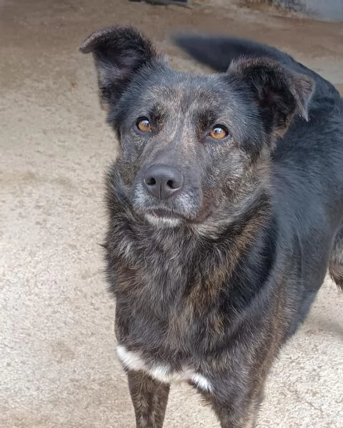 JADE 2 anni e mezzo cerca casa - bellissima cagnolina tigrata | Foto 2