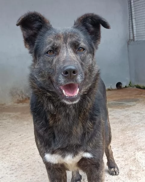 JADE 2 anni e mezzo cerca casa - bellissima cagnolina tigrata