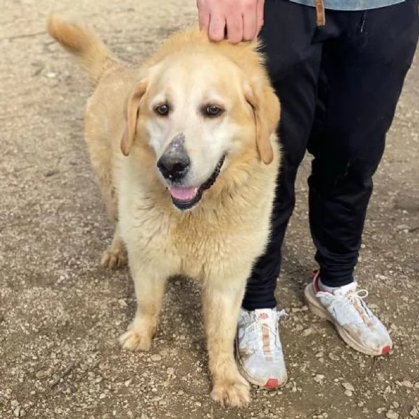 MARLEY labrador puro 9 anni cerca adozione | Foto 1