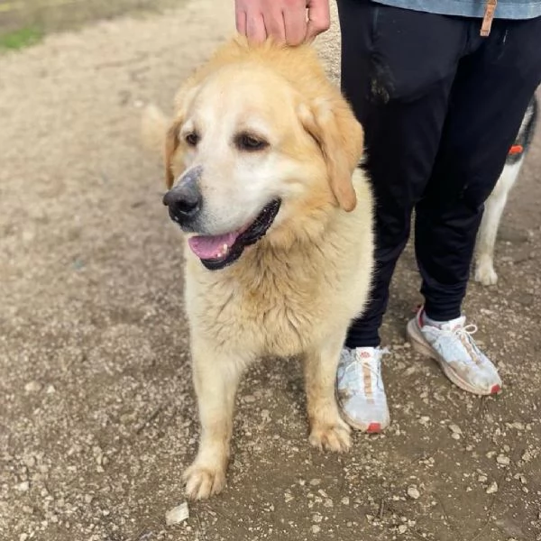 MARLEY labrador puro 9 anni cerca adozione | Foto 0