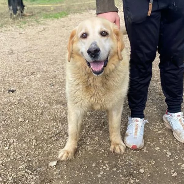 MARLEY labrador puro 9 anni cerca adozione