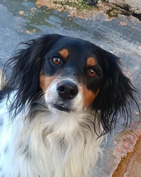 HAPPY il cagnolino che ride cerca casa  | Foto 3