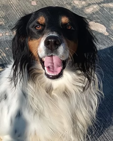 HAPPY il cagnolino che ride cerca casa  | Foto 1