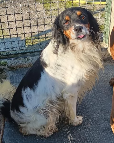 HAPPY il cagnolino che ride cerca casa  | Foto 0