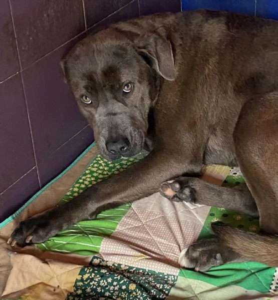 XENA stupenda cagnolona occhi magnetici cerca casa  | Foto 3