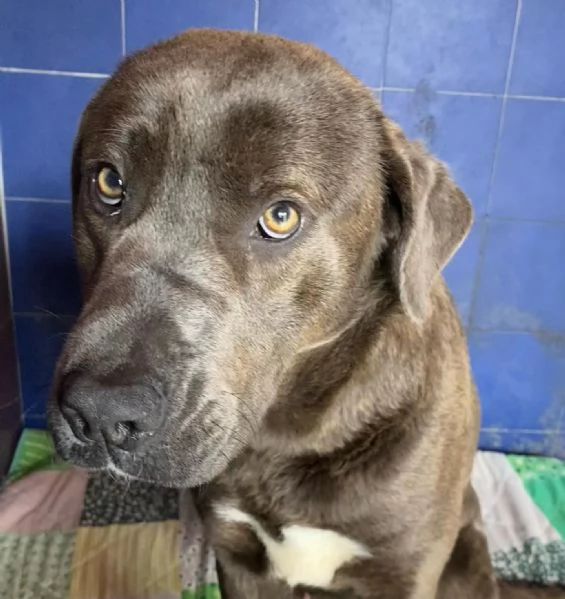 XENA stupenda cagnolona occhi magnetici cerca casa  | Foto 1