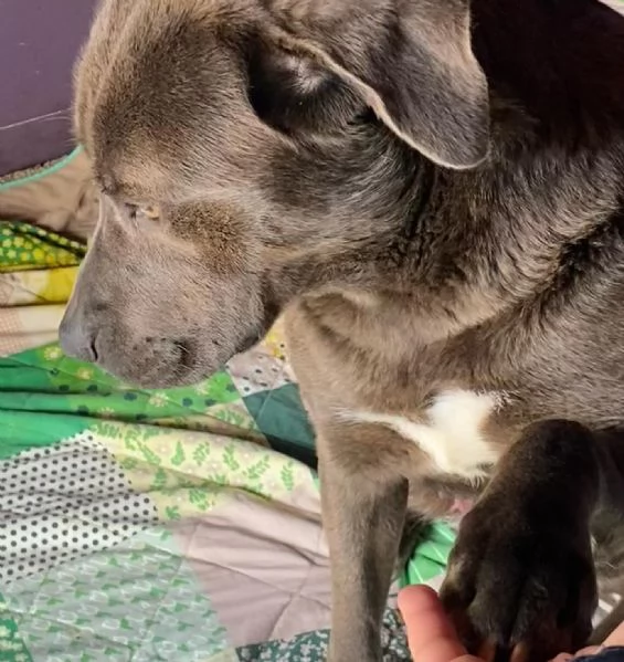 XENA stupenda cagnolona occhi magnetici cerca casa  | Foto 0