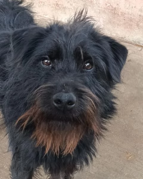 VICTOR stupendo spinoncino 2 anni cerca casa  | Foto 0