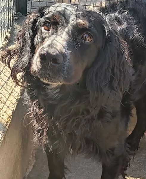 BLAKE 3 anni - incrocio cocker setter cerca casa  | Foto 2