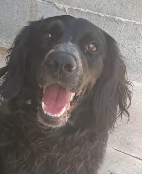 BLAKE 3 anni - incrocio cocker setter cerca casa  | Foto 1