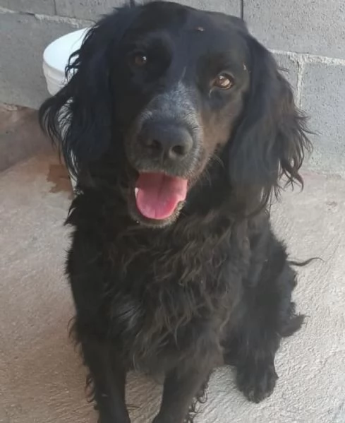 BLAKE 3 anni - incrocio cocker setter cerca casa 