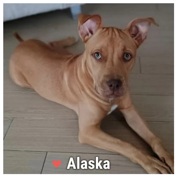 ALASKA 1 anno e mezzo pitbull red nose cerca casa 