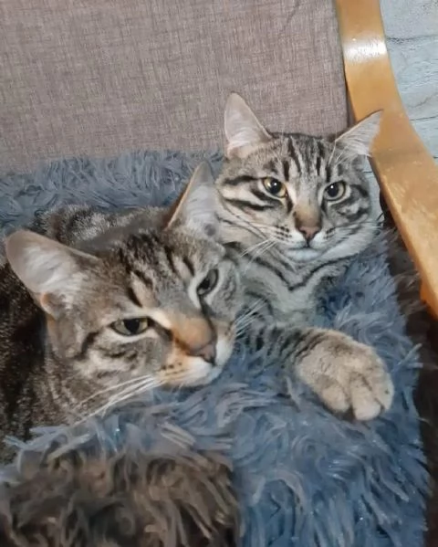 MICIO e MICIA dolci gattini cercano casa | Foto 1