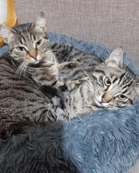 MICIO e MICIA dolci gattini cercano casa | Foto 0