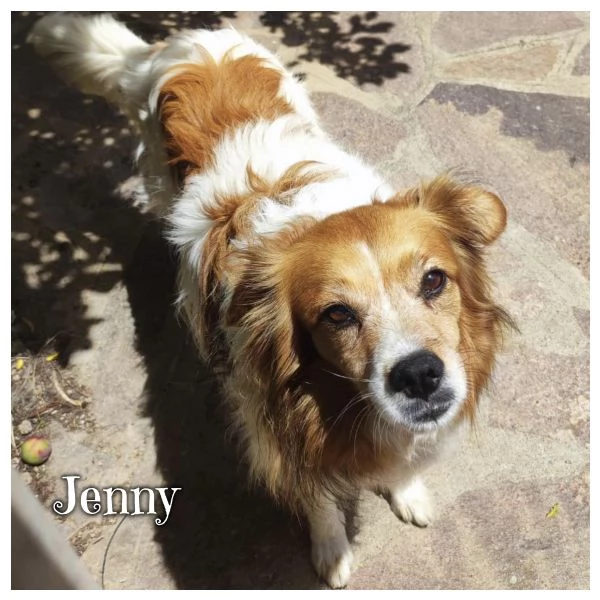 JENNY 8 taglia medio piccola - adozione cane Latina