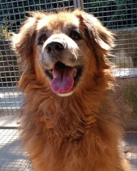 RUM 7 anni dolce ed affettuoso - adozione cane canile Latina | Foto 3