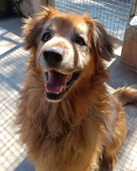 RUM 7 anni dolce ed affettuoso - adozione cane canile Latina | Foto 2