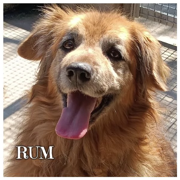 RUM 7 anni dolce ed affettuoso - adozione cane canile Latina