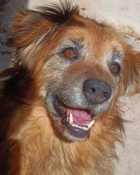 RUM 7 anni dolce ed affettuoso - adozione cane canile Latina | Foto 0