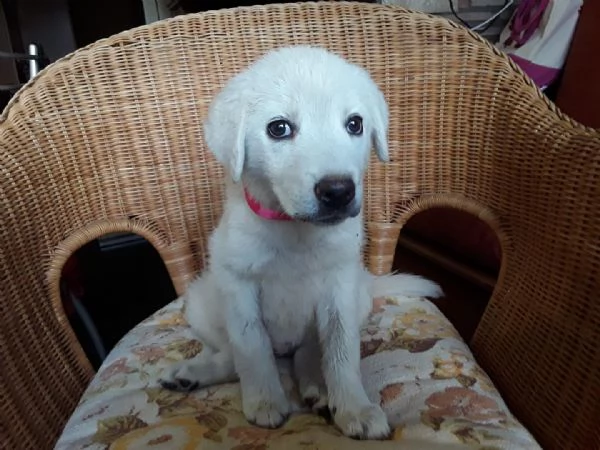 BIANCHINA dolce cucciola cerca casa - adozione cane cucciolo Latina