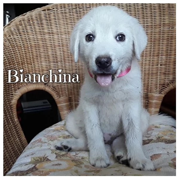 BIANCHINA dolce cucciola cerca casa - adozione cane cucciolo Latina | Foto 0