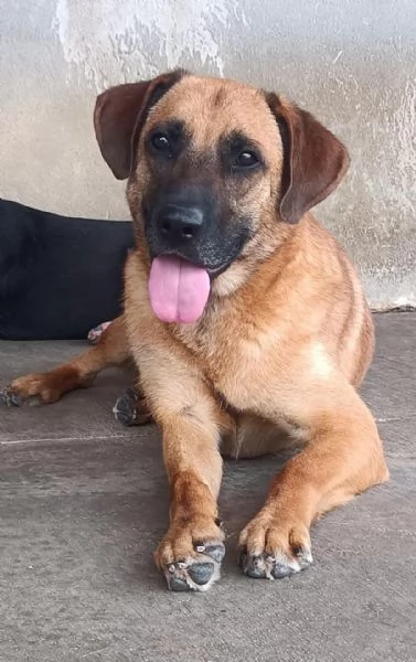 ARGO 2 anni cerca casa - adozione cane canile Latina