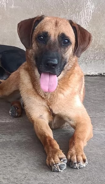 ARGO 2 anni cerca casa - adozione cane canile Latina | Foto 3