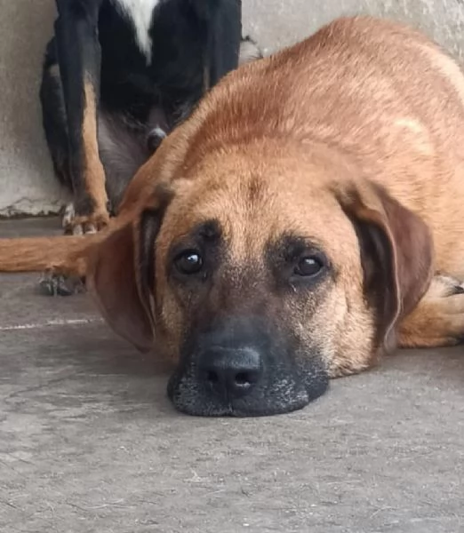 ARGO 2 anni cerca casa - adozione cane canile Latina | Foto 1