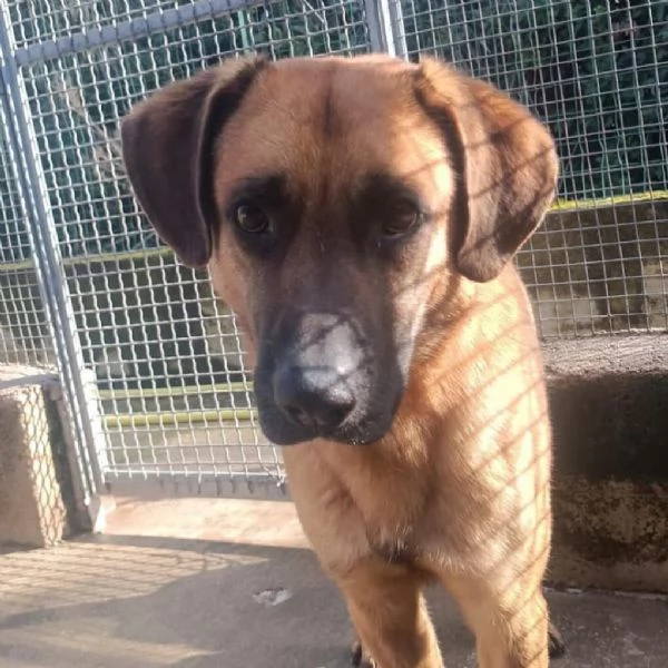 ARGO 2 anni cerca casa - adozione cane canile Latina | Foto 0