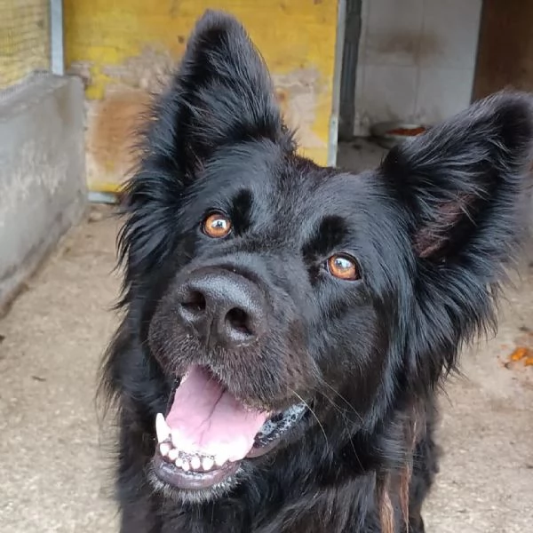 ZORRO 2 anni incrocio pastore belga cerca adozione