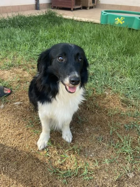 Maurizio border collie in miniatura cerca adozione 