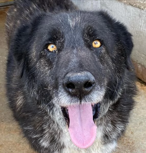 BARTO dolce cagnolone cerca casa - adozione canile di Latina