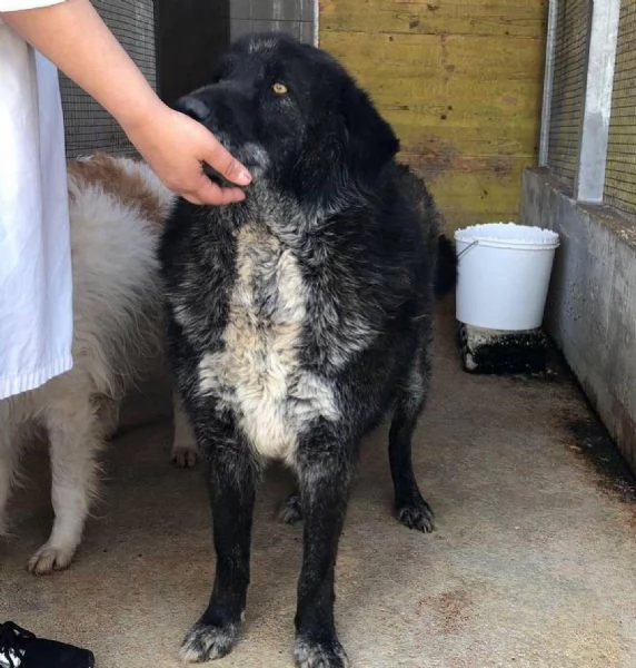 BARTO dolce cagnolone cerca casa - adozione canile di Latina | Foto 3