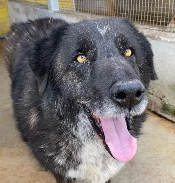 BARTO dolce cagnolone cerca casa - adozione canile di Latina | Foto 2