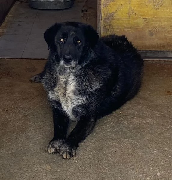 BARTO dolce cagnolone cerca casa - adozione canile di Latina | Foto 0