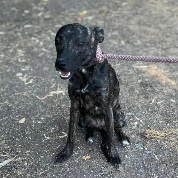 Nanetta e Fochetta dolci cucciole cercano casa - 10 mesi 10 kg | Foto 2