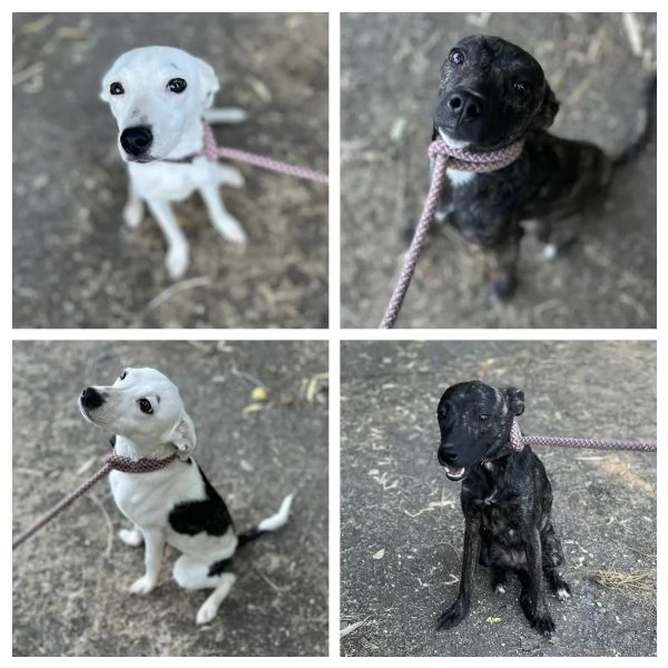 Nanetta e Fochetta dolci cucciole cercano casa - 10 mesi 10 kg