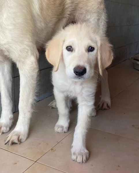 MAMMOLO dolce cucciolo 3 mesi cerca casa | Foto 6