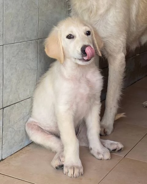 MAMMOLO dolce cucciolo 3 mesi cerca casa | Foto 3