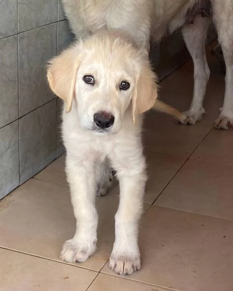 MAMMOLO dolce cucciolo 3 mesi cerca casa | Foto 2