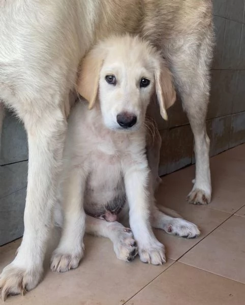 MAMMOLO dolce cucciolo 3 mesi cerca casa | Foto 1