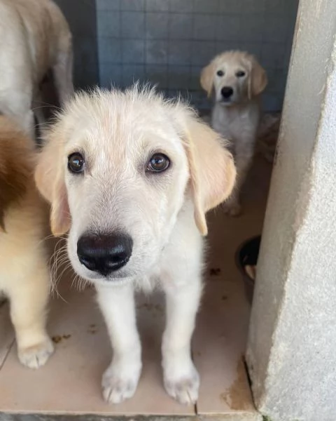 MAMMOLO dolce cucciolo 3 mesi cerca casa | Foto 0