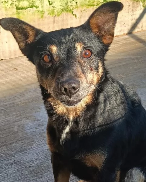 FIGARO taglia medio piccola cerca famiglia! | Foto 1