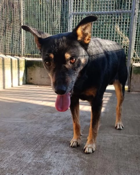 FIGARO taglia medio piccola cerca famiglia! | Foto 0