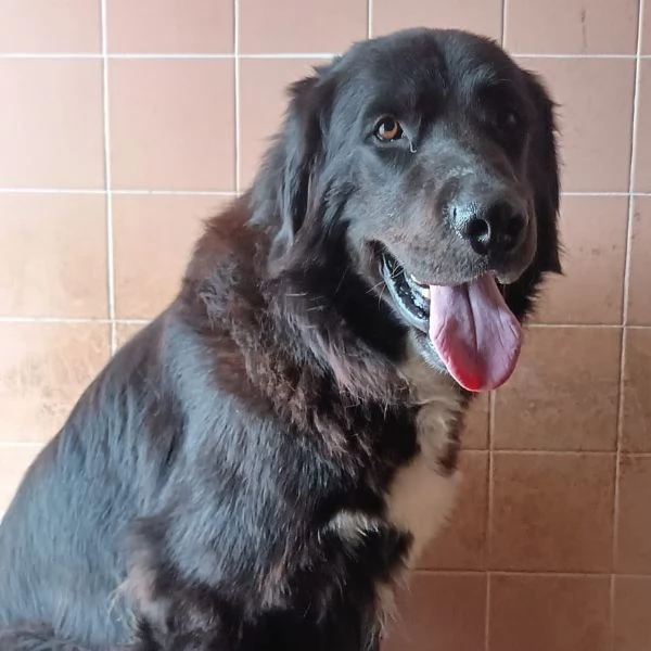 FURIA meraviglioso cagnolone 3 anni cerca casa - adozione canile Latina | Foto 3