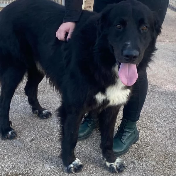 FURIA meraviglioso cagnolone 3 anni cerca casa - adozione canile Latina | Foto 1