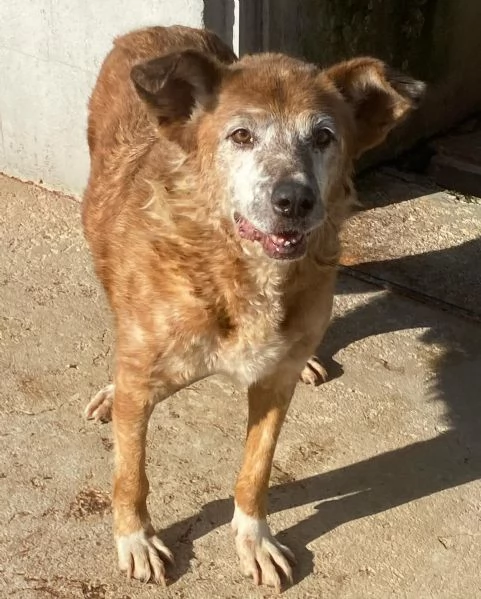 NONNINO 10 anni cerca felicità fuori dal canile! | Foto 0