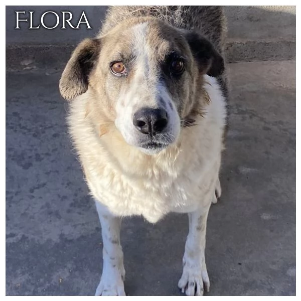 FLORA tenera cagnolina 9 anni e mezzo cerca casa