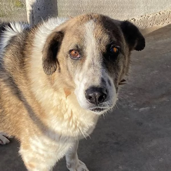 FLORA tenera cagnolina 9 anni e mezzo cerca casa | Foto 2